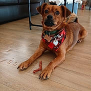 Mignon a rejoint le concours — aidez-le/la à gagner de superbes lots ! alert, bandana, brown_dog, canine, chew_treat, coffee_table, collar, decor, dog, domestic_animal, furniture, home_interior, indoor, lying_down, mammal, paws, pet, pet_accessory, sofa, wooden_floor