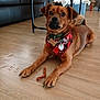 alert, bandana, brown_dog, canine, chew_treat, coffee_table, collar, decor, dog, domestic_animal, furniture, home_interior, indoor, lying_down, mammal, paws, pet, pet_accessory, sofa, wooden_floor