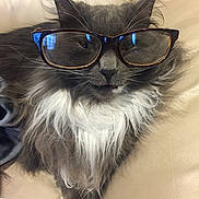 Mickey joined the competition — help win amazing prizes! cat, glasses, gray_fur, white_fur, fluffy, pet, indoor, couch, relaxed, whiskers, ears, nose, mouth, fur, domestic_animal, mammal, cute, animal, portrait, resting