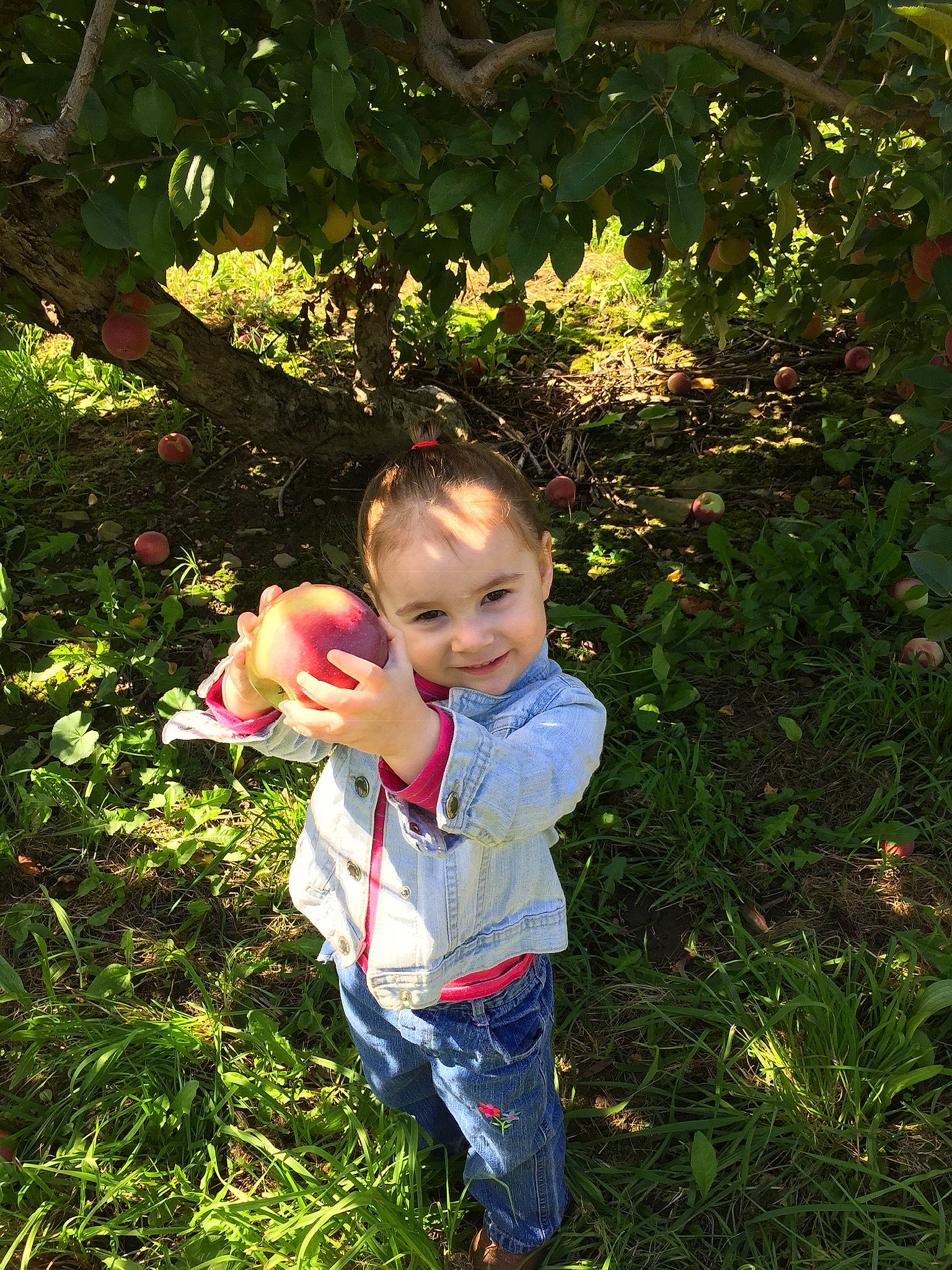 Kahlan is registered to the contest to win money with this photo: botany, child, grass, joy, leaf, people_in_nature, person, plant, shrub, toddler, tree