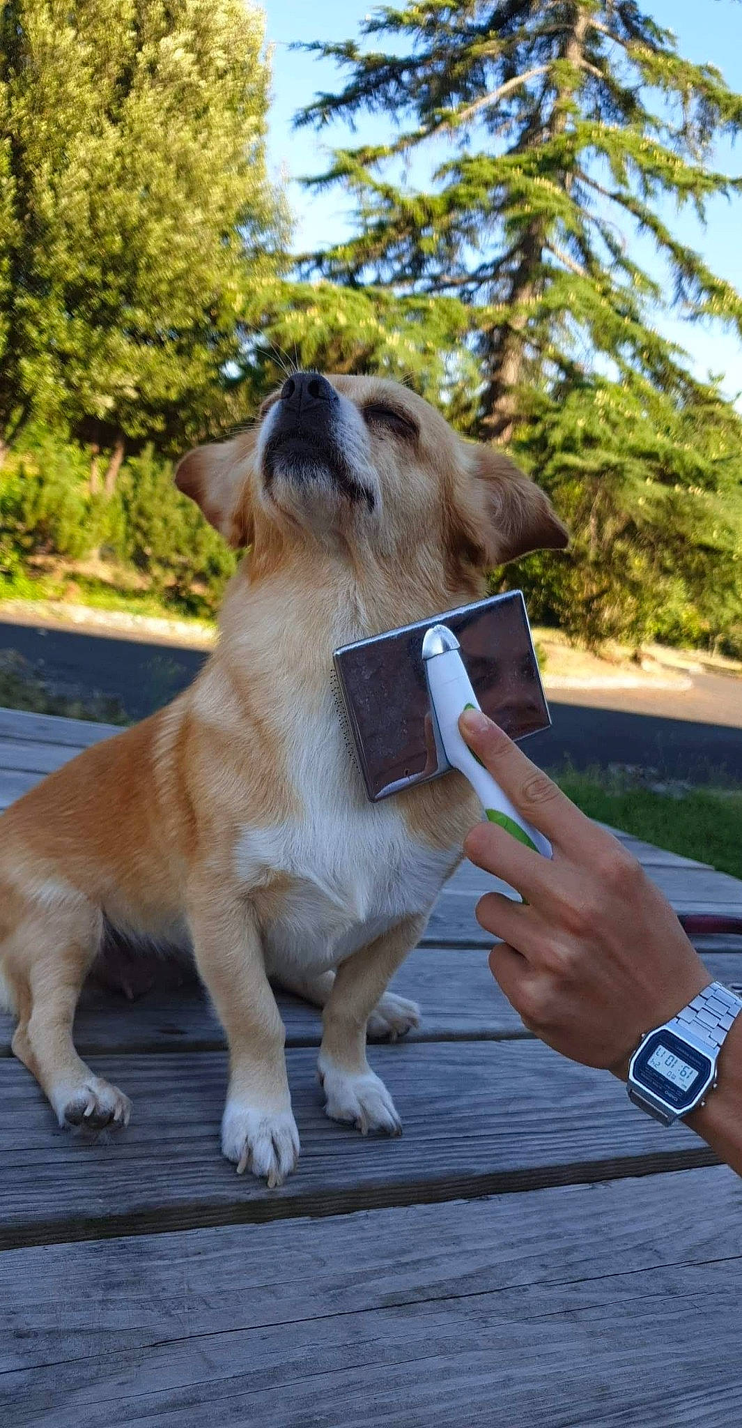 Bella a rejoint le concours — aidez-le/la à gagner de superbes lots ! carnivore, collar, companion_dog, dog, dog_breed, dog_collar, fawn, felidae, gesture, grass, gun_dog, paw, plant, retriever, sky, tail, tree, watch, whiskers, working_animal