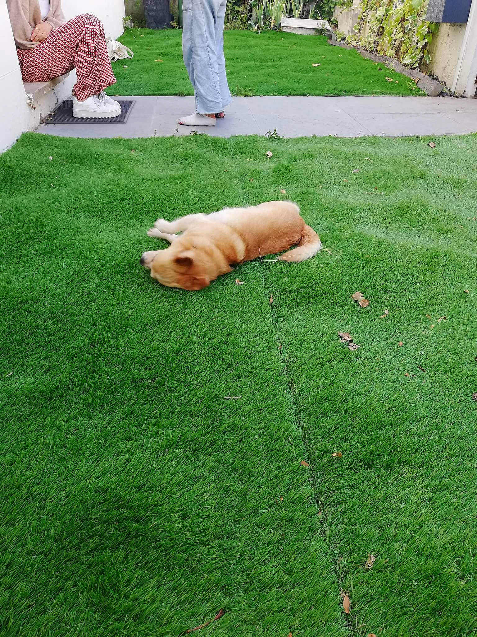 Bella participe au concours pour gagner de l'argent avec cette photo : artificial_turf, carnivore, companion_dog, dog, dog_breed, flooring, garden, grass, green, groundcover, landscaping, lawn, leisure, plant, shrub, sidewalk, sitting, sporting_group, toy_dog, yard