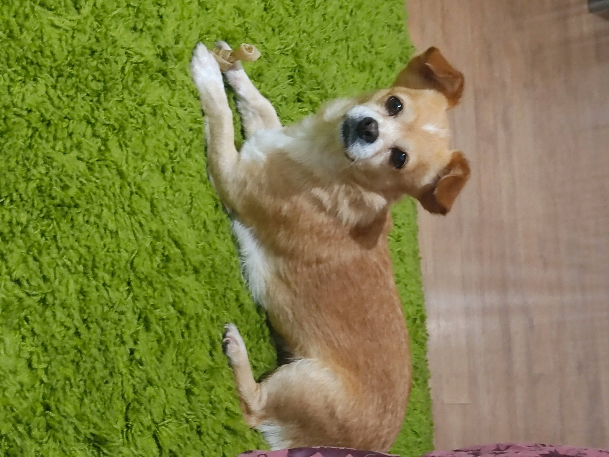 Bella a rejoint le concours — aidez-le/la à gagner de superbes lots ! canidae, carnivore, companion_dog, dog, dog_breed, dog_toy, fawn, felidae, fur, grass, paw, small_to_medium_sized_cats, snout, sporting_group, stuffed_toy, tail, terrestrial_animal, toy, whiskers, wildlife