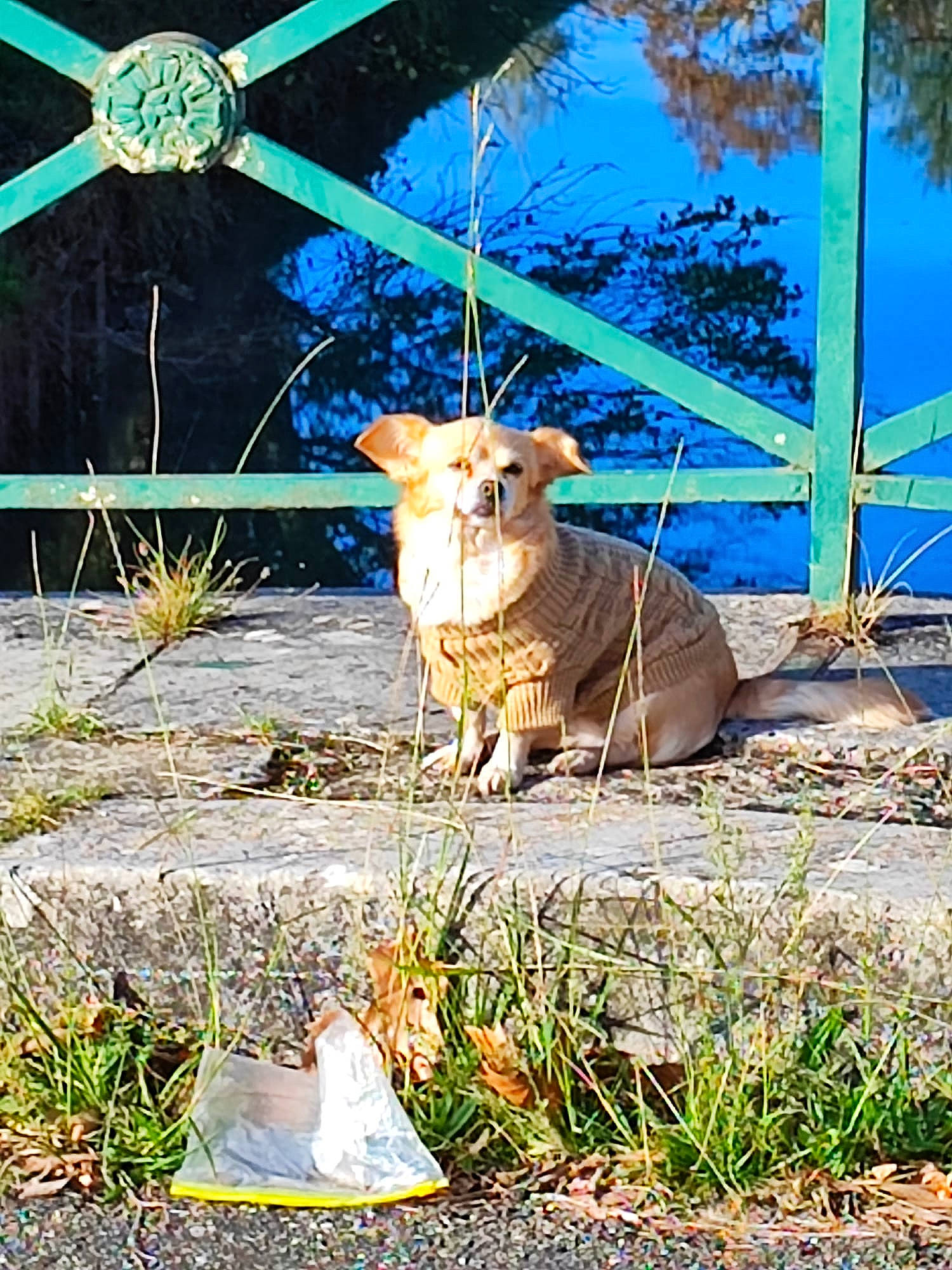 Bella a rejoint le concours — aidez-le/la à gagner de superbes lots ! bovine, electric_blue, eye, fawn, felidae, goats, grass, livestock, plant, small_to_medium_sized_cats, snout, tail, terrestrial_animal, tree, trunk, water, whiskers, wildlife, wood, working_animal