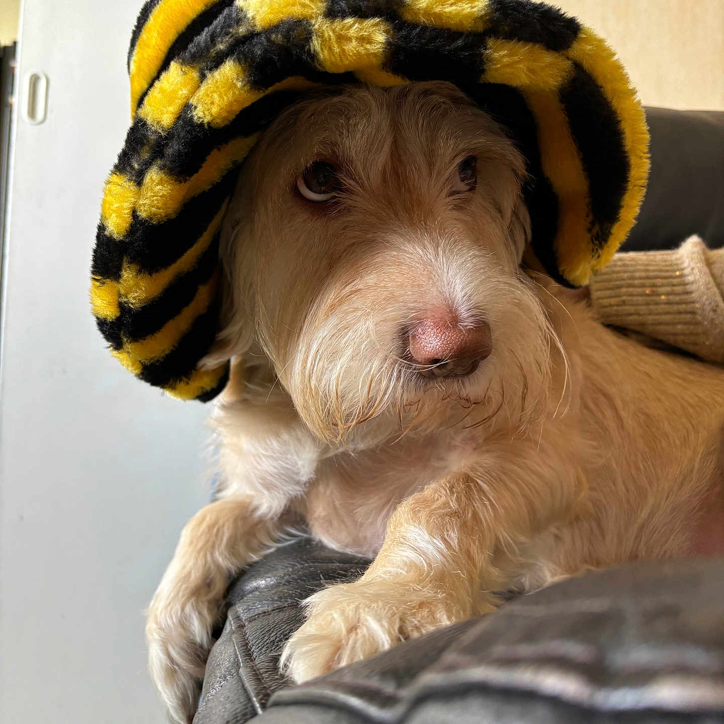 Nala participe au concours pour gagner de l'argent avec cette photo : animal, beanie, blanket, bonnet, canine, cap, clothing, couch, dog, furniture, hat, hoodie, hound, knitwear, pet, poodle, puppy, sweater, sweatshirt, terrier
