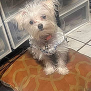 Luna is registered to the contest to win money with this photo: dog, puppy, small_dog, white_fur, scruffy, cushion, orange_cushion, tile_floor, storage_drawers, collar, bell, indoor, pet, looking_up, head_tilt, paws, closeup, portrait, cute, fur