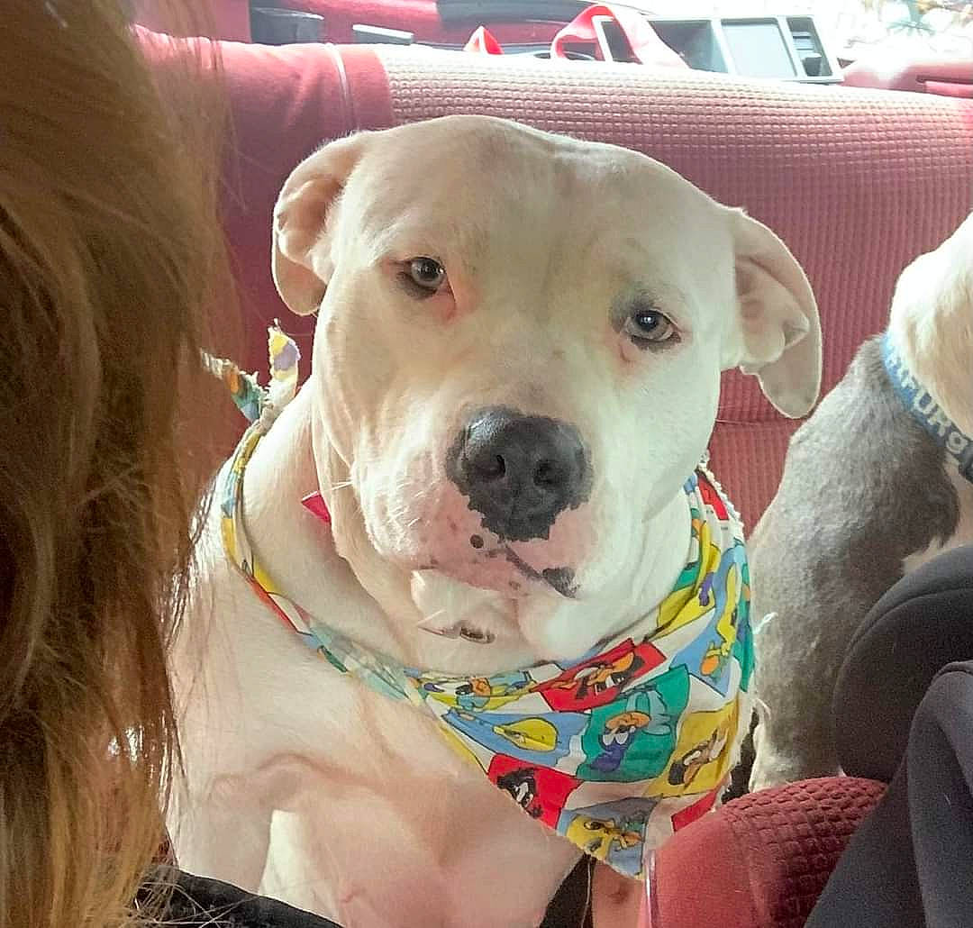 Khaleesi joined the competition — help win amazing prizes! canidae, carnivore, collar, comfort, companion_dog, dog, dog_breed, dog_collar, dog_supply, fawn, fur, happy, leash, pet_supply, puppy_love, selfie, snout, sporting_group, whiskers, working_animal