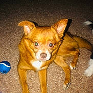 Theodore is registered to the contest to win money with this photo: dog, brown_dog, small_dog, carpet, tennis_ball, pet, animal, indoor, fur, ears, eyes, paw, tail, white_patch, canine, looking, laying, closeup, curious, domestic_animal