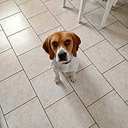 Raf a rejoint le concours — aidez-le/la à gagner de superbes lots ! animal, beagle, brown_and_white, canine, chair_legs, closeup, companion, curious, cute, dog, domestic, floor_tiles, furniture, household, indoor, looking_up, pet, portrait, sitting, tiled_floor