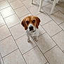 animal, beagle, brown_and_white, canine, chair_legs, closeup, companion, curious, cute, dog, domestic, floor_tiles, furniture, household, indoor, looking_up, pet, portrait, sitting, tiled_floor