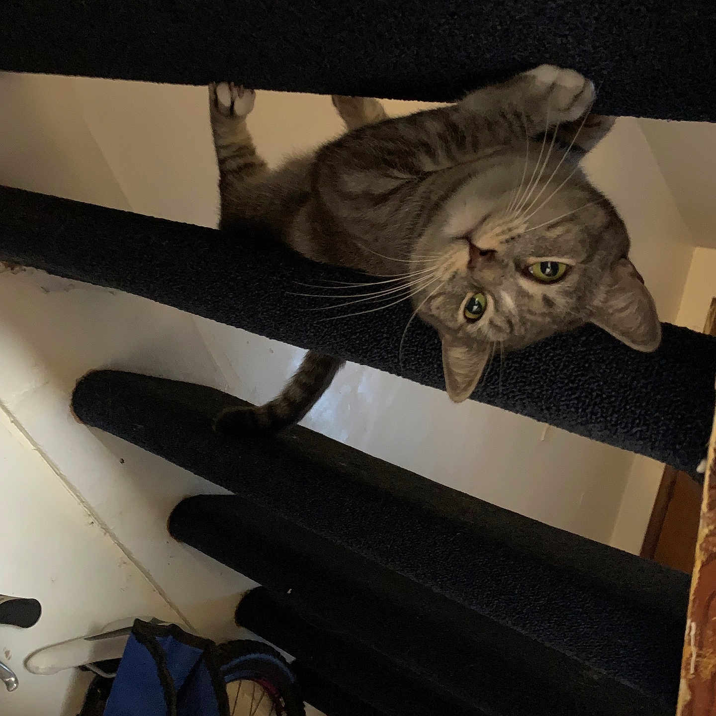 Chipilina is registered to the contest to win money with this photo: abyssinian, animal, architecture, bag, bicycle, building, cat, chair, furniture, handrail, house, housing, machine, pet, shelf, staircase, transportation, vehicle, wheel, wood