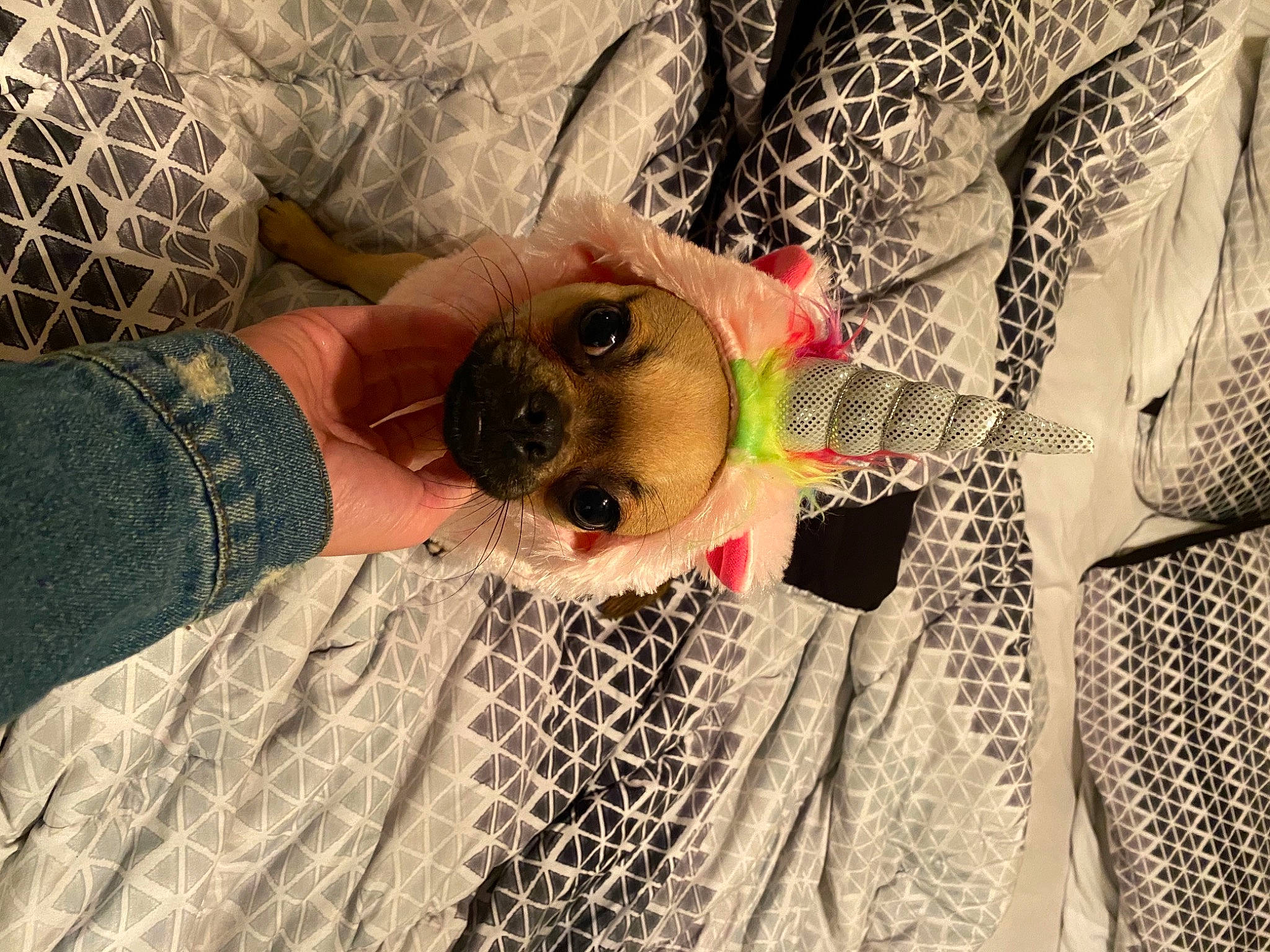 Tokyo joined the competition — help win amazing prizes! canidae, carnivore, child, fawn, glasses, human, lace, non_sporting_group, puppy, textile, toy_dog