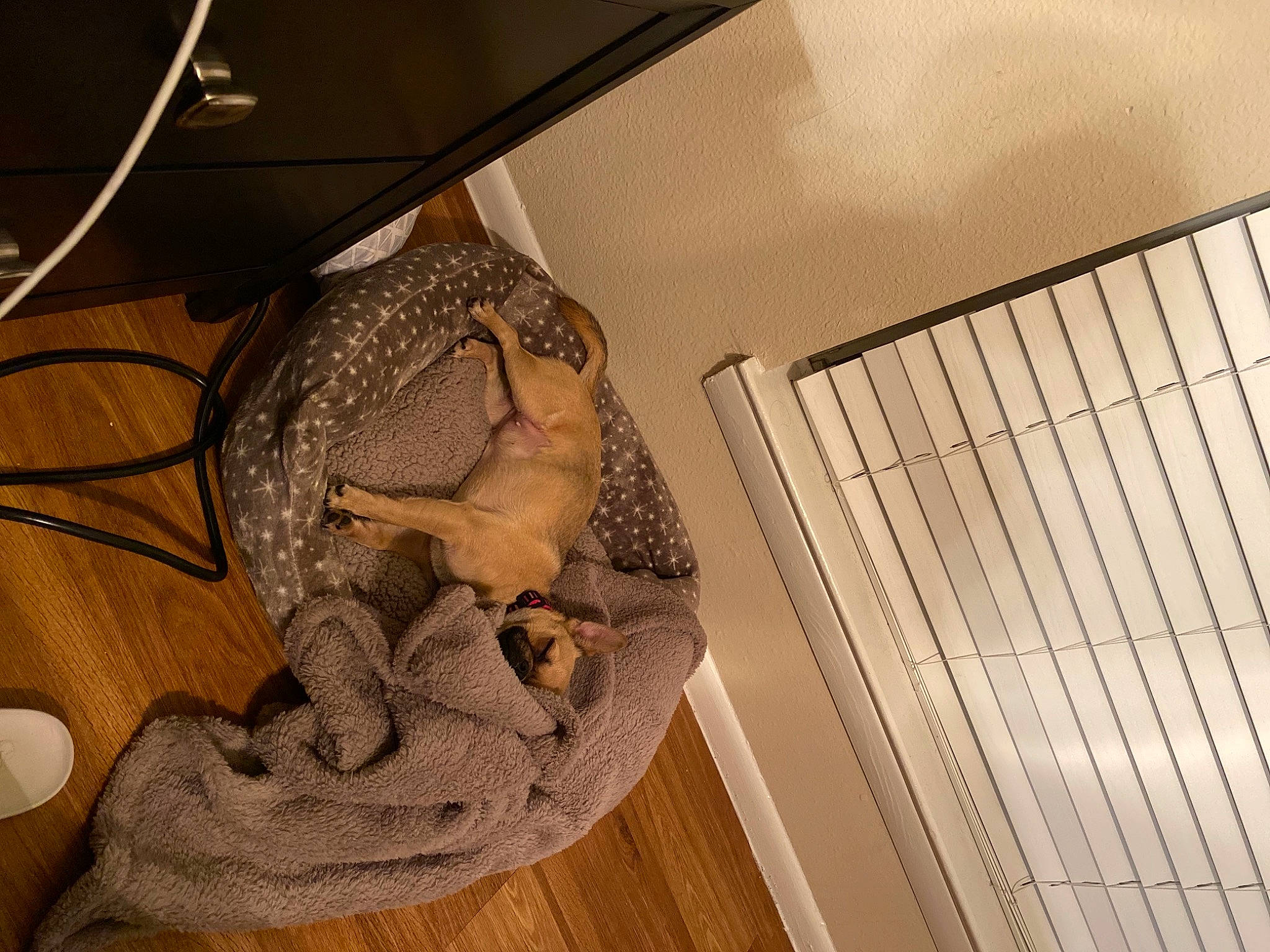 Tokyo joined the competition — help win amazing prizes! reptile, scaled_reptile