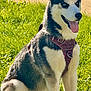 dog, husky, sitting, grass, outdoor, sunlight, pet, canine, happy, tongue_out, ears_up, harness, nature, sidewalk, animal, summer, daylight, alert, fur, portrait