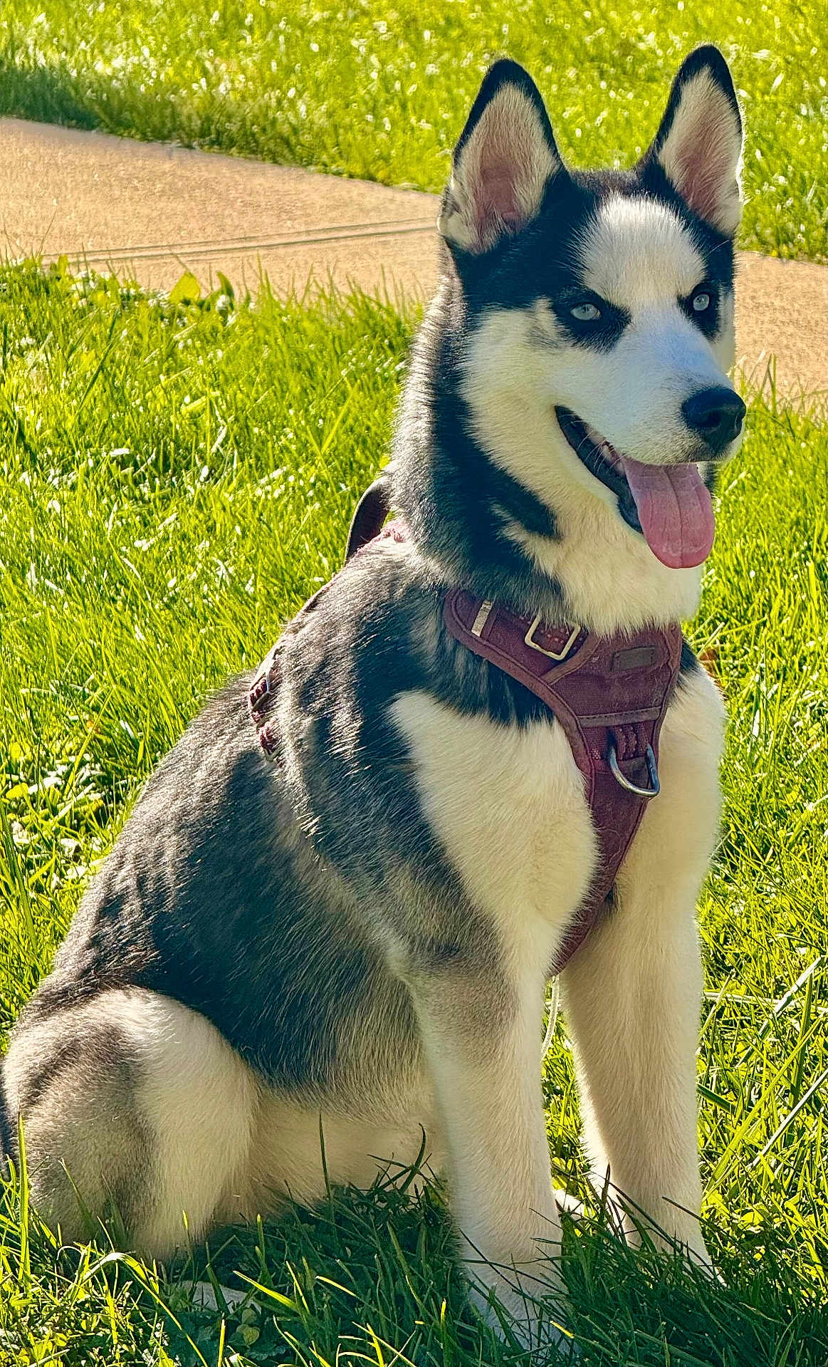 Maryjane joined the competition — help win amazing prizes! dog, husky, sitting, grass, outdoor, sunlight, pet, canine, happy, tongue_out, ears_up, harness, nature, sidewalk, animal, summer, daylight, alert, fur, portrait