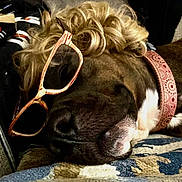 Cheyenne is registered to the contest to win money with this photo: dog, sunglasses, wig, resting, close_up, collar, brown_fur, white_fur, nose, sleeping, indoor, fabric, patterned, pet, cute, funny, portrait, animal, accessory, relaxed