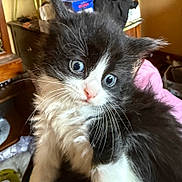 Socks is registered to the contest to win money with this photo: animal, black_and_white, blue_eyes, cat, close_up, cozy, curious, cute, domestic, face, feline, fluffy, fur, indoors, kitten, pet, portrait, soft_lighting, whiskers, young