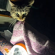 Raven is registered to the contest to win money with this photo: cat, tabby, blanket, purple, flashlight, indoor, curious, whiskers, soft, cozy, dim_light, pet, animal, feline, snuggle, texture, night, closeup, eye, head