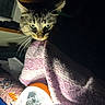 animal, blanket, cat, closeup, cozy, curious, dim_light, eye, feline, flashlight, head, indoor, night, pet, purple, snuggle, soft, tabby, texture, whiskers