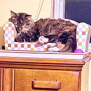 Zahara joined the competition — help win amazing prizes! cat, sleeping, tabby, feline, pet, indoor, couch, colorful, checkered, wooden_cabinet, toy_ball, cozy, relaxed, fur, window, sleep, domestic_animal, home, furniture, resting