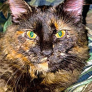 Chewbacca is registered to the contest to win money with this photo: alert, animal, cat, close_up, colorful, cute, domestic, ears, face, feline, fur, indoor, looking_at_camera, mammal, pet, portrait, soft_fur, tortoiseshell, whiskers, yellow_eyes