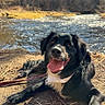 dog, black_dog, outdoor, river, water, nature, trees, sunlight, happy, tongue_out, animal, pet, leash, forest, ground, daytime, smiling, canine, landscape, scenic