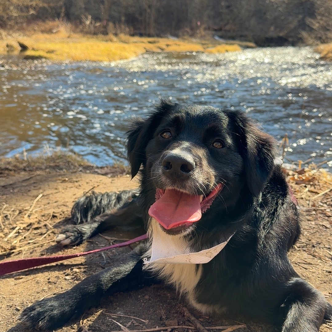 Charlie joined the competition — help win amazing prizes! dog, black_dog, outdoor, river, water, nature, trees, sunlight, happy, tongue_out, animal, pet, leash, forest, ground, daytime, smiling, canine, landscape, scenic