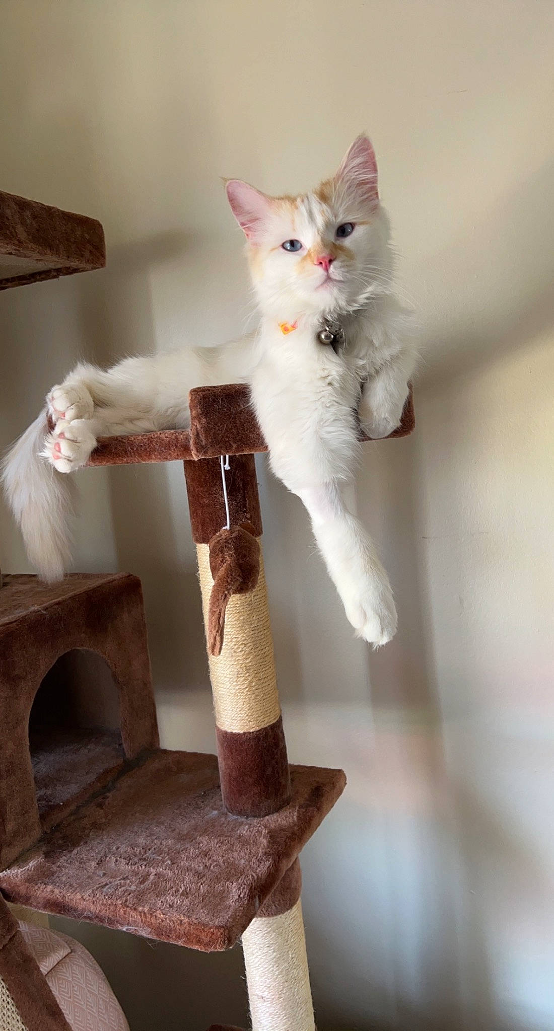 Kevin is registered to the contest to win money with this photo: art, carnivore, cat, cat_supply, chair, creative_arts, domestic_short_haired_cat, fawn, felidae, fur, paw, pet_supply, room, shelf, small_to_medium_sized_cats, tail, toy, whiskers, window, wood