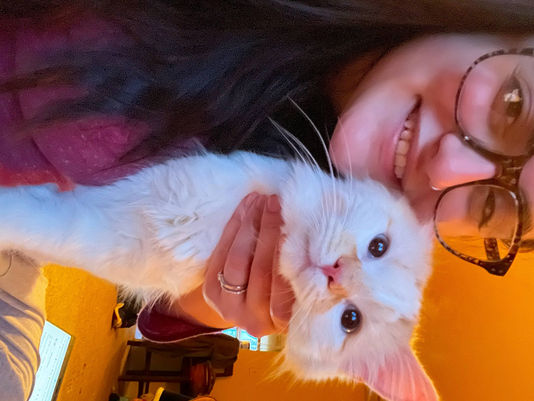 Kevin joined the competition — help win amazing prizes! beard, christmas, dress, event, eyelash, eyewear, fawn, felidae, fur, gesture, glasses, happy, nose, orange, pink, stuffed_toy, sunglasses, toy, vision_care, whiskers