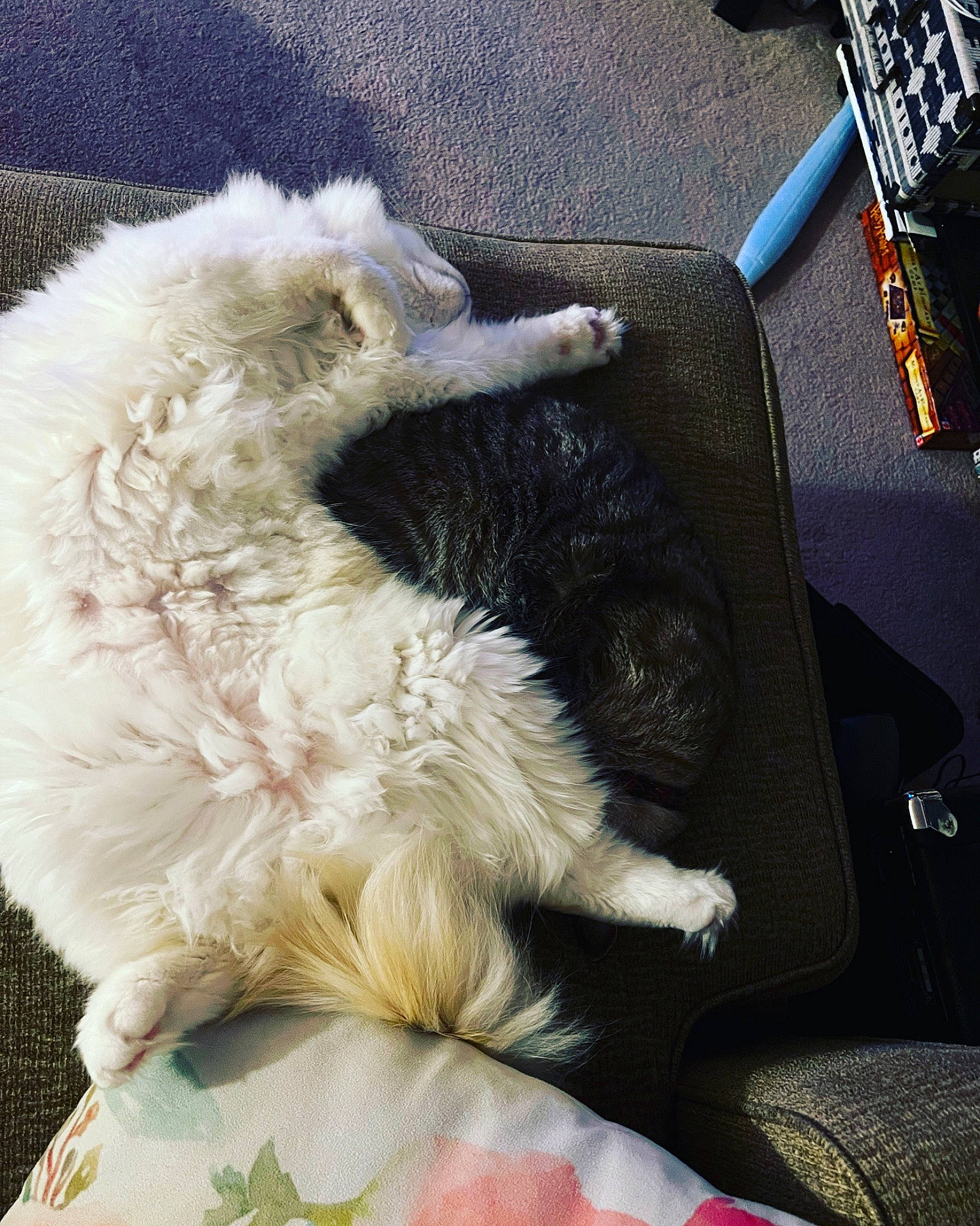 Kevin is registered to the contest to win money with this photo: auto_part, canidae, car_seat, carnivore, claw, comfort, companion_dog, dog, dog_breed, dog_collar, felidae, foot, fur, nap, paw, small_to_medium_sized_cats, sporting_group, tail, terrier, toy_dog