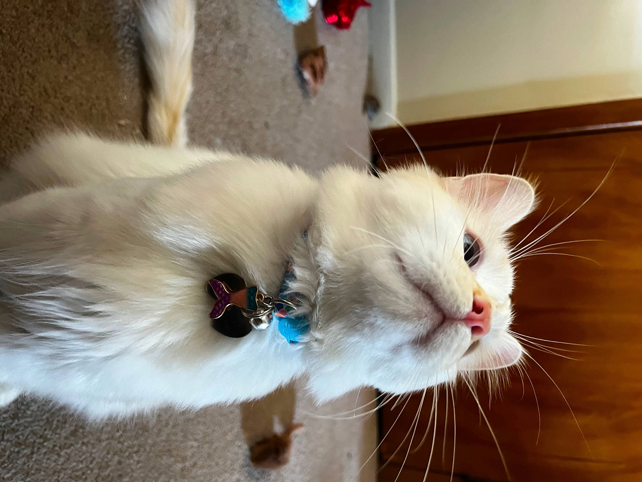 Kevin is registered to the contest to win money with this photo: carnivore, cat, claw, collar, domestic_short_haired_cat, fawn, felidae, fur, paw, ragdoll, small_to_medium_sized_cats, snout, tail, whiskers