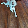 dog, poodle, white_dog, pet, indoor, wooden_floor, dog_bed, animal, canine, fur, collar, pet_accessory, laying_down, looking_at_camera, household, domestic_animal, flooring, quiet, resting, companion