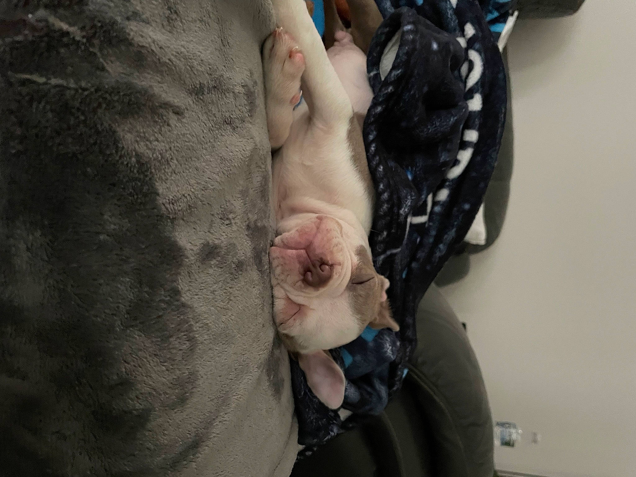 Goose is registered to the contest to win money with this photo: barefoot, canidae, chest, denim, fish, flesh, foot, fur, gesture, human_leg, jaw, knee, leg, nail, sleeve, sporting_group, thigh, waist, wrinkle, wrist