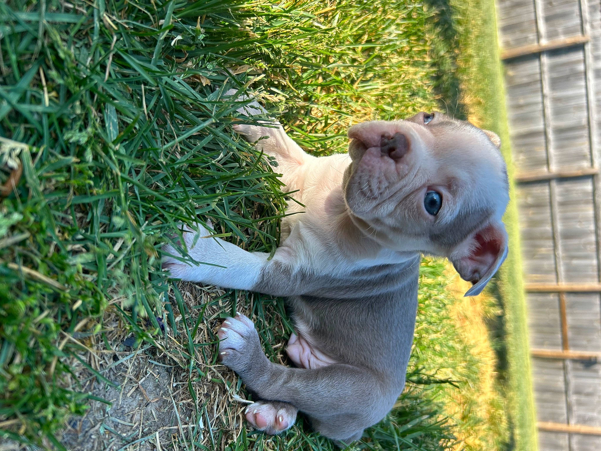 Goose is registered to the contest to win money with this photo: cockatoo, companion_dog, dog_breed, elephant, fawn, fur, garden, grass, groundcover, lawn_ornament, plant, reptile, snout, tail, terrestrial_animal, toy, wildlife, wood, working_animal, wrinkle