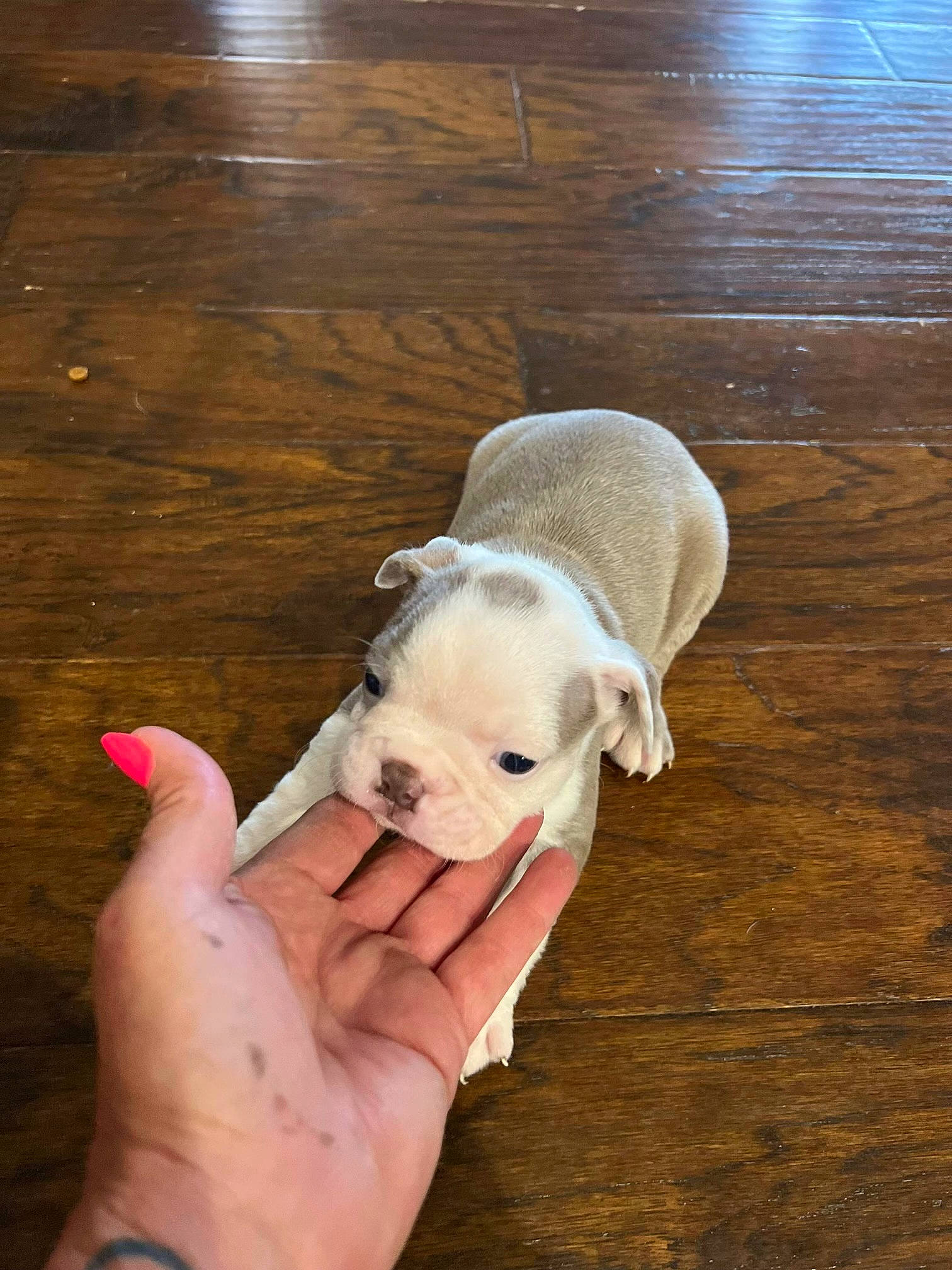 Goose is registered to the contest to win money with this photo: carnivore, companion_dog, dog, dog_breed, fawn, finger, floor, flooring, gesture, hardwood, laminate_flooring, nail, plank, terrestrial_animal, thumb, toy_dog, varnish, wood, wood_stain, working_animal