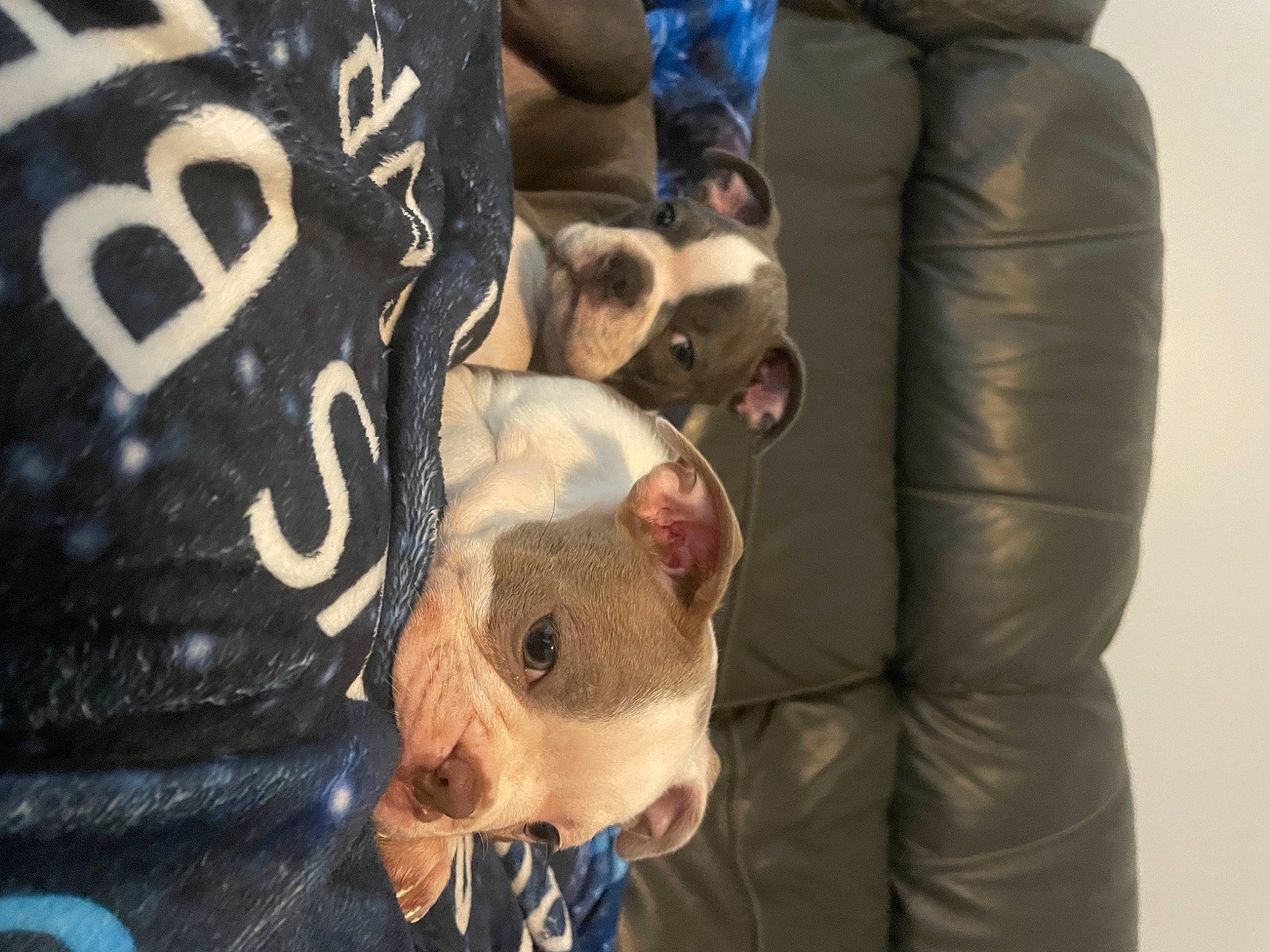 Goose is registered to the contest to win money with this photo: adventure, canidae, carnivore, companion_dog, dog_breed, domestic_pig, event, fawn, fur, gesture, guard_dog, non_sporting_group, recreation, sporting_group, suidae, textile, wrinkle