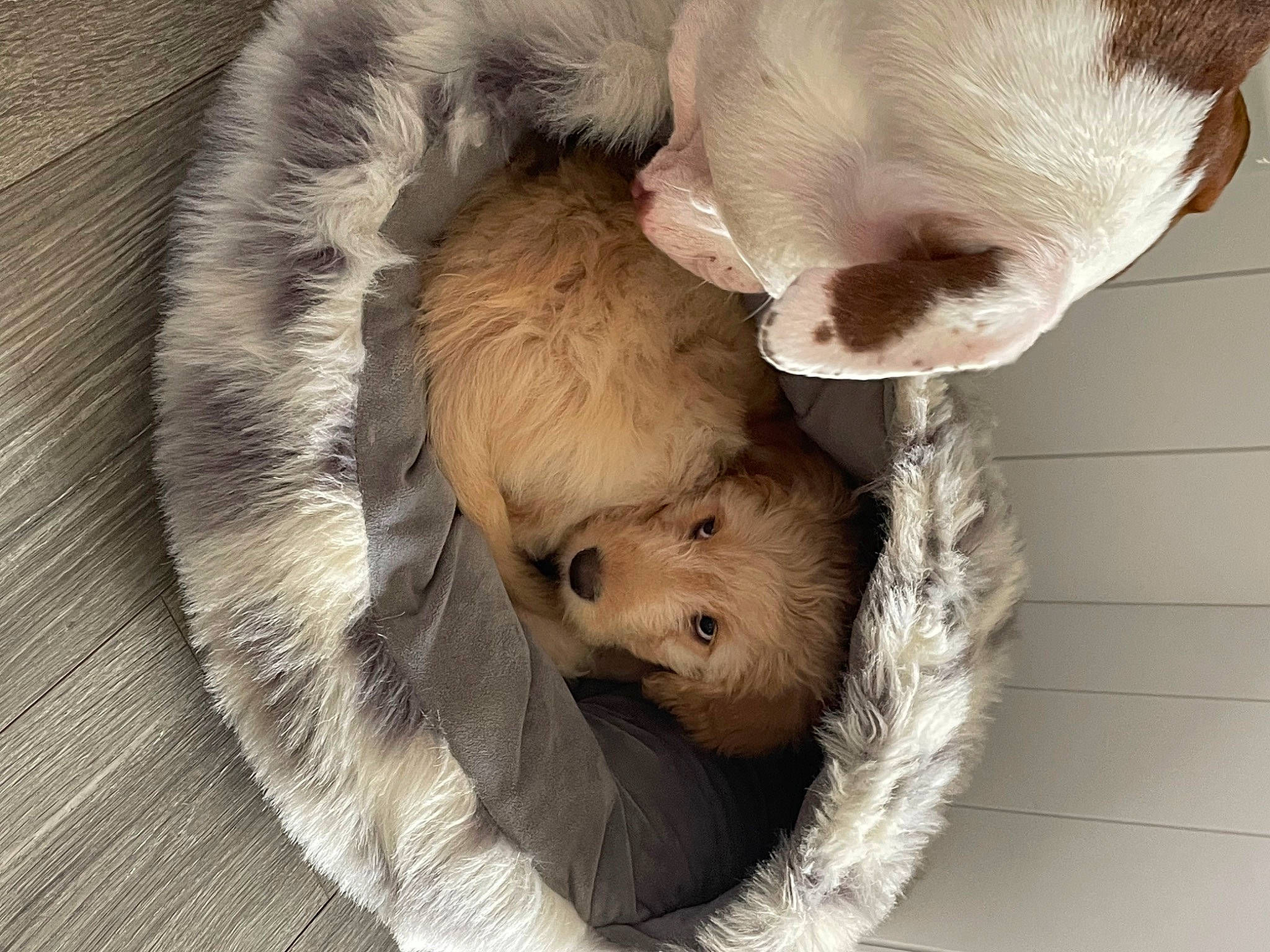 Luna joined the competition — help win amazing prizes! baby, canidae, carnivore, comfort, companion_dog, dog_breed, ear, fawn, felidae, fur, nose, paw, small_to_medium_sized_cats, snout, sporting_group, tail, terrestrial_animal, whiskers, wildlife, wood