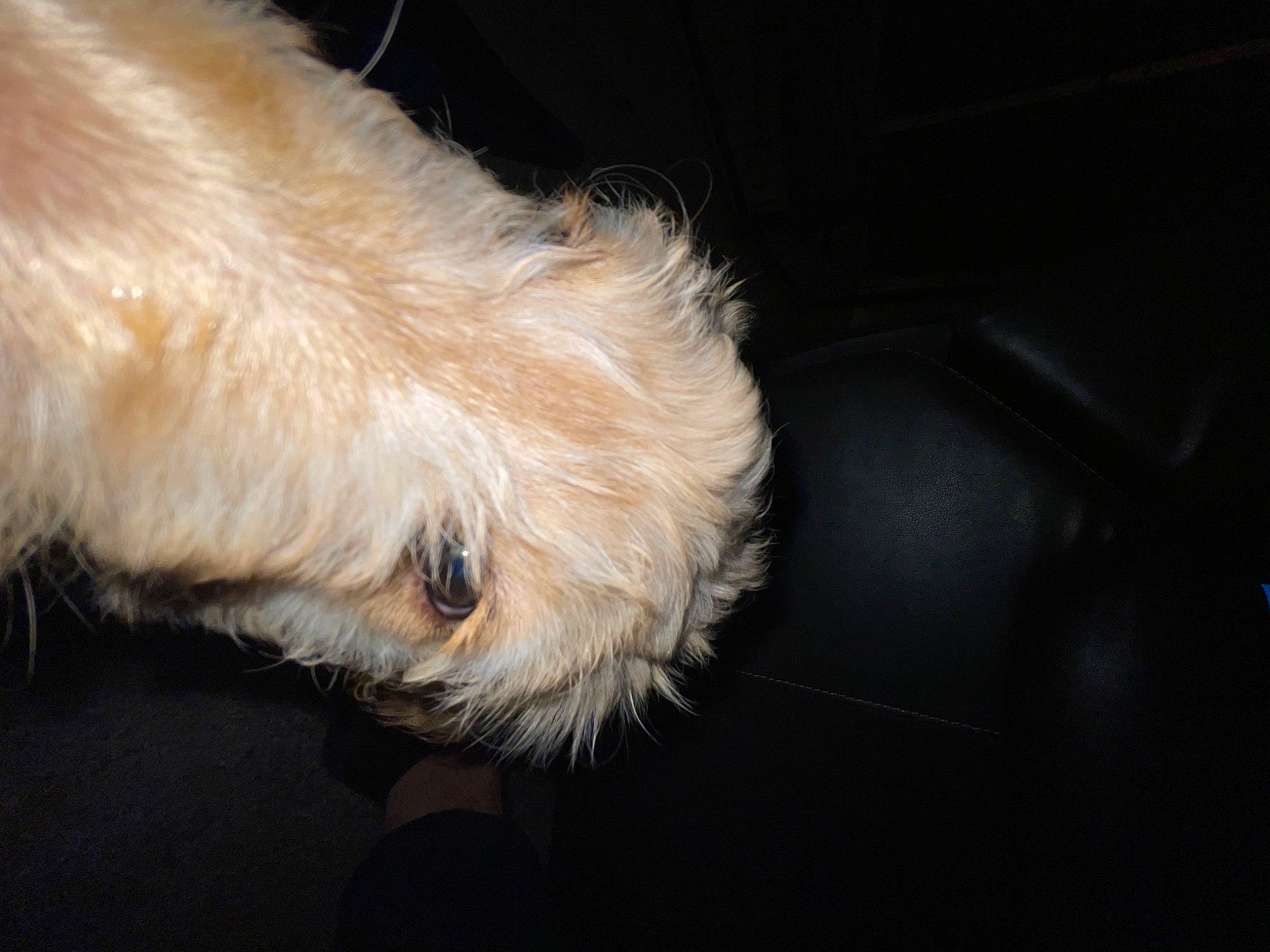 Luna is registered to the contest to win money with this photo: canidae, carnivore, companion_dog, dog, dog_breed, fur, natural_material, non_sporting_group, small_terrier, sporting_group, tail, terrier, toy_dog, windshield, working_animal