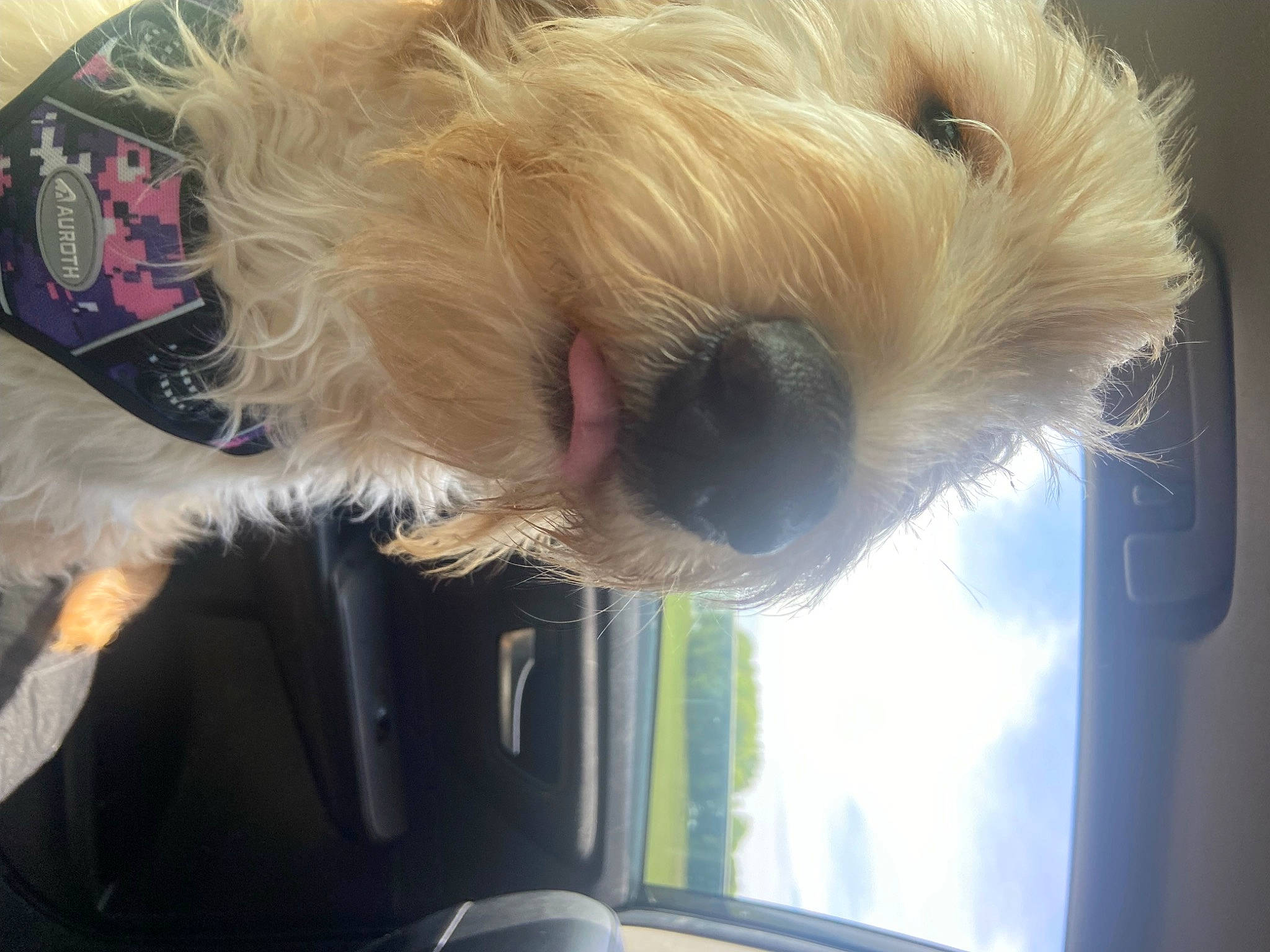 Luna is registered to the contest to win money with this photo: automotive_window_part, canidae, car, carnivore, companion_dog, dog, dog_breed, fawn, fur, non_sporting_group, small_terrier, snout, sporting_group, tail, terrier, toy_dog, vehicle_door, window, windshield, working_animal