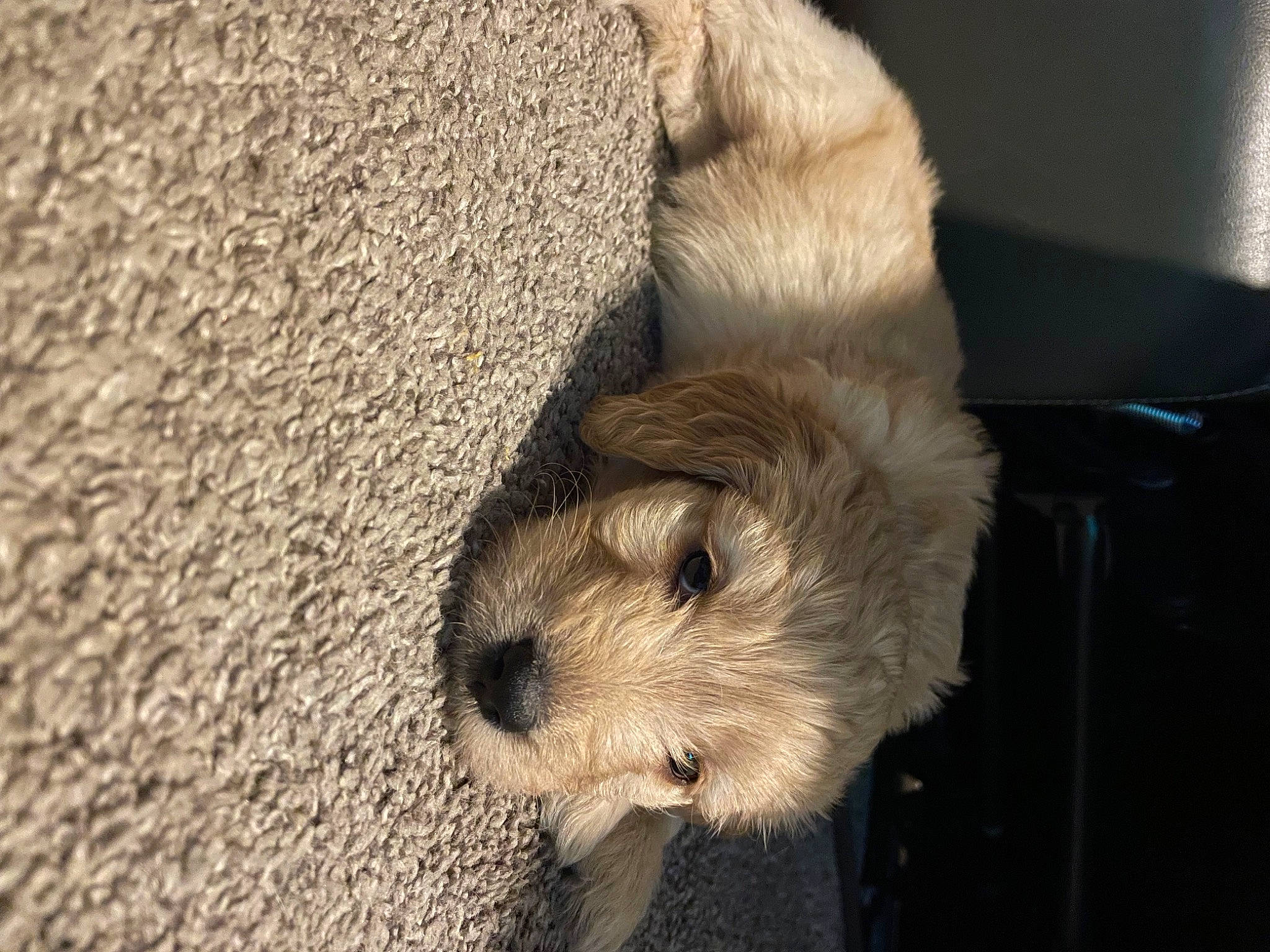 Luna joined the competition — help win amazing prizes! carnivore, claw, cockapoo, comfort, companion_dog, dog, dog_breed, fawn, fur, labradoodle, mustelidae, nap, prairie_dog, rodent, sporting_group, tail, terrestrial_animal, terrier, toy_dog, whiskers