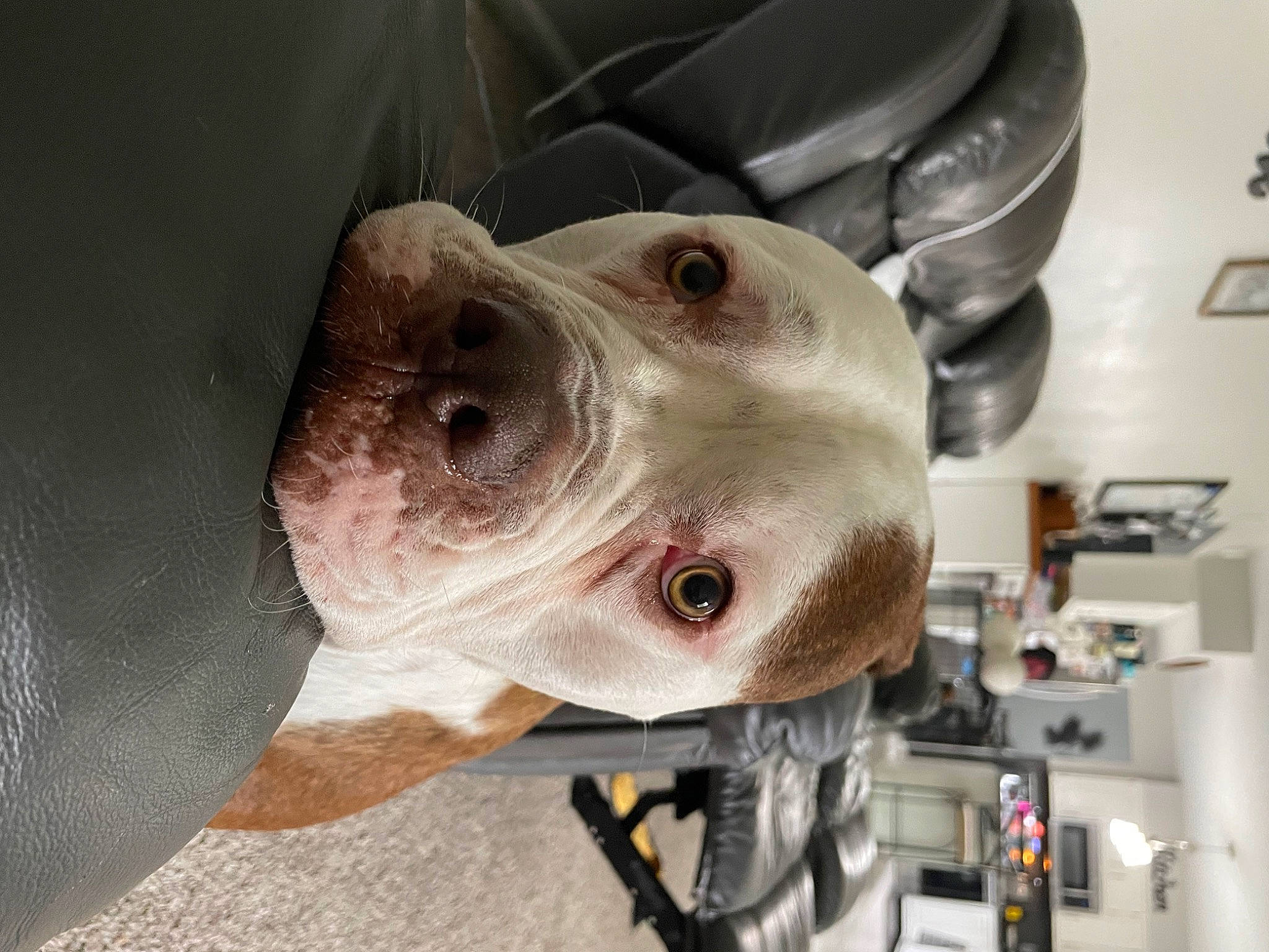 Loki joined the competition — help win amazing prizes! carnivore, dog, dog_breed, fish, jaw, shelf, snout, sporting_group, whiskers