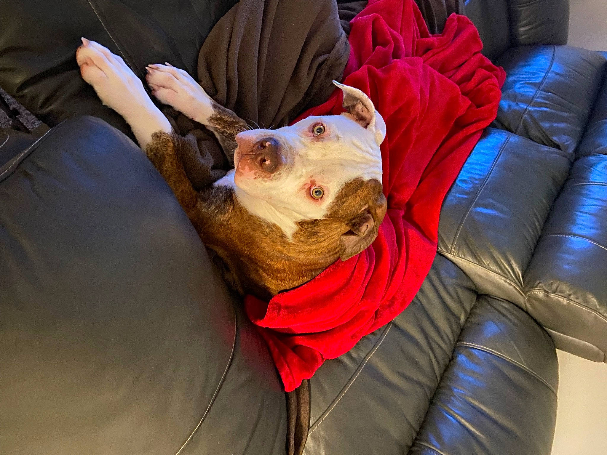 Loki is registered to the contest to win money with this photo: canidae, carnivore, comfort, companion_dog, couch, dog, dog_breed, fun, fur, grass, sitting, snout, sofa_bed, sporting_group, toy, toy_dog, whiskers, wrinkle