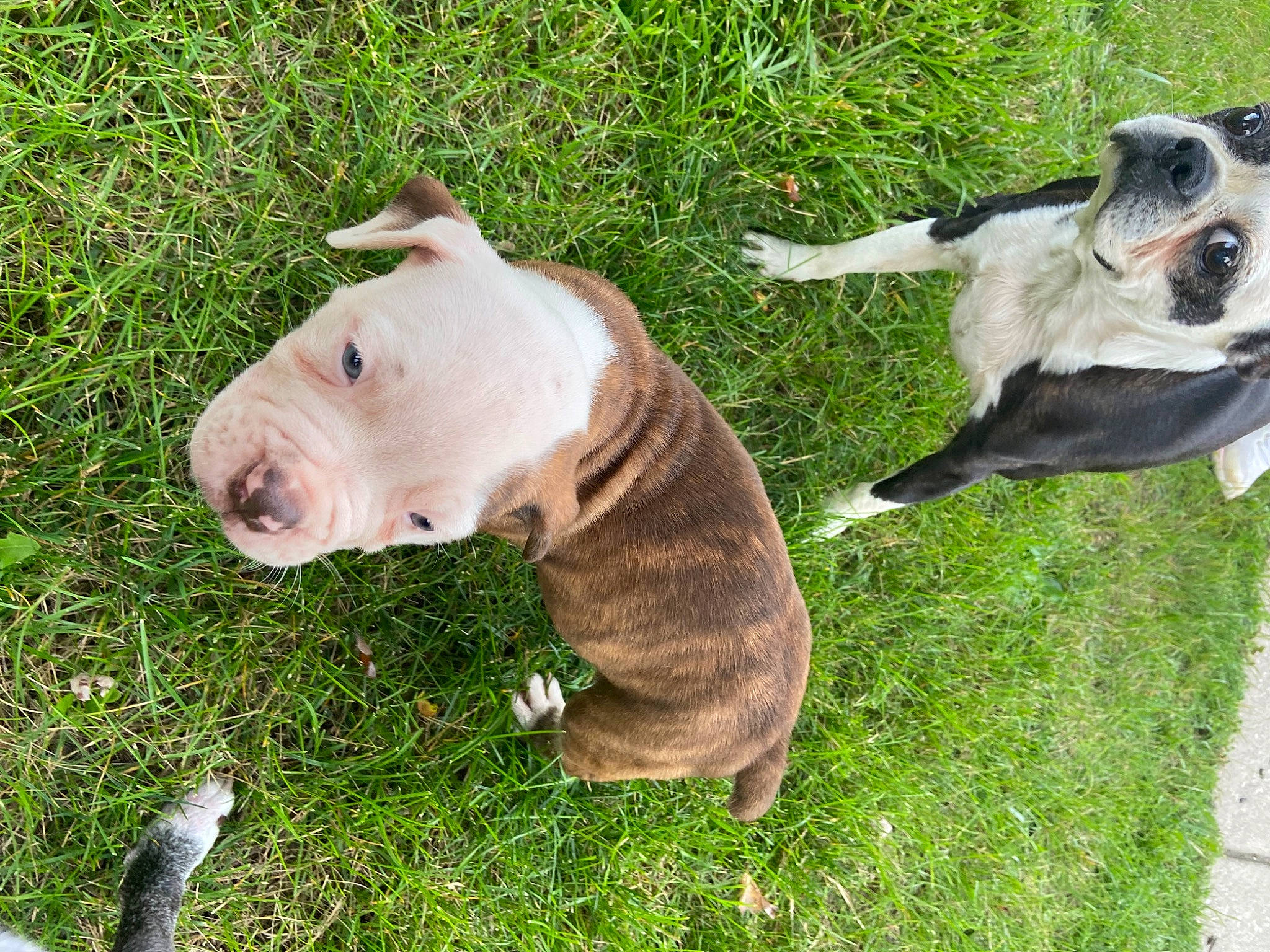 Loki joined the competition — help win amazing prizes! canidae, carnivore, collar, companion_dog, dog, dog_breed, dog_collar, dog_supply, fashion_accessory, fawn, grass, leash, pet_supply, plant, snout, sporting_group, tail, terrestrial_animal, working_animal, working_dog