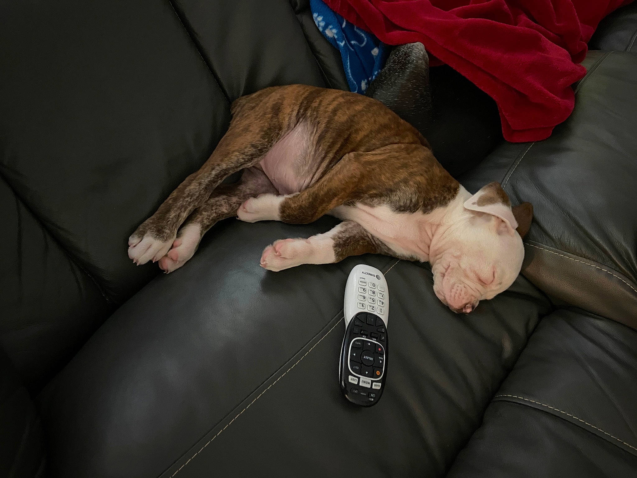 Loki joined the competition — help win amazing prizes! canidae, carnivore, cat, comfort, companion_dog, elbow, fawn, felidae, fur, gesture, human_leg, lap, linens, nap, room, sitting, small_to_medium_sized_cats, sporting_group, tail, whiskers