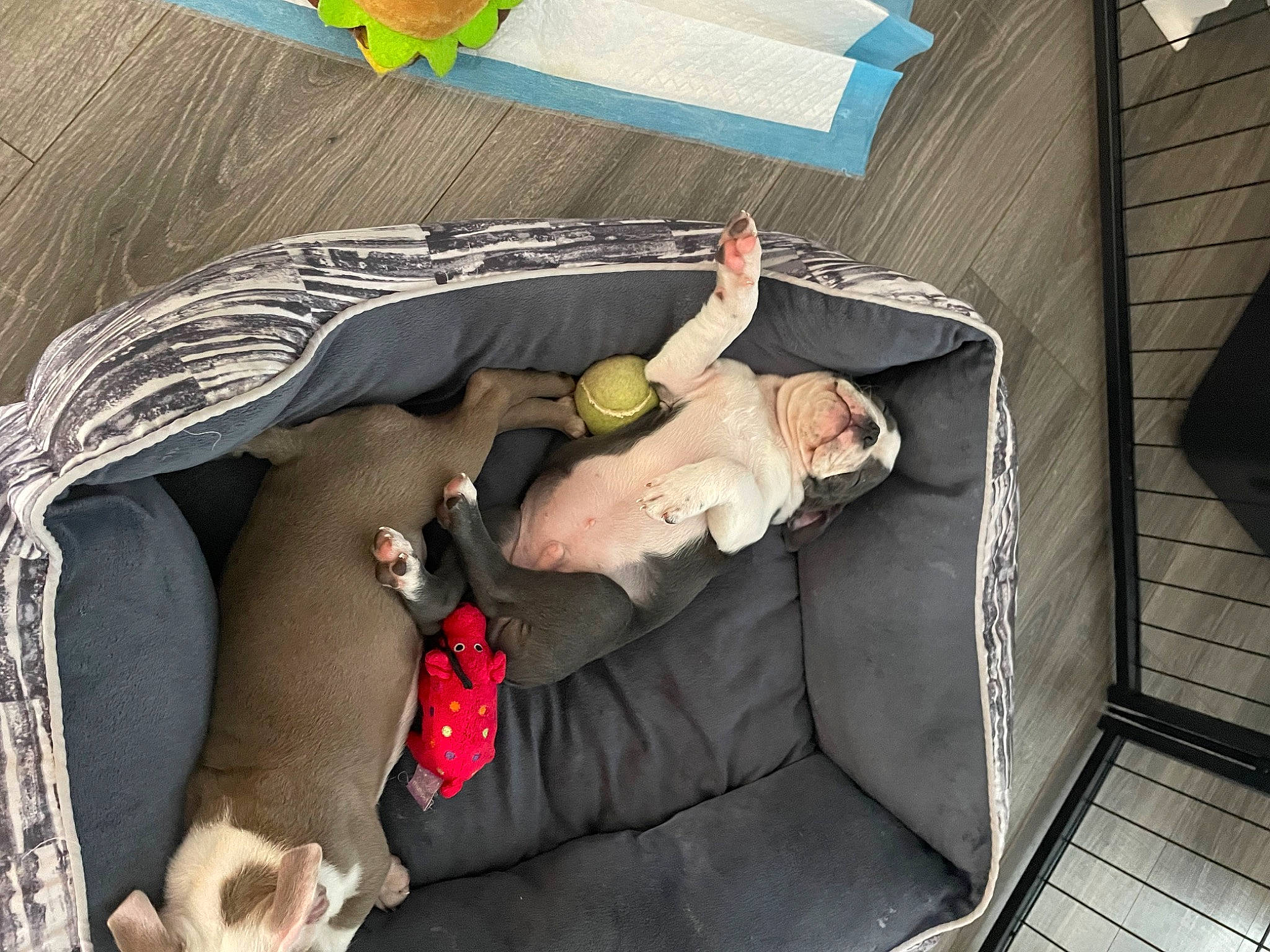 Maverick joined the competition — help win amazing prizes! baby, baby_products, child, comfort, fawn, foot, fun, human_leg, lap, leg, leisure, linens, nap, outdoor_furniture, room, sandal, sitting, sleep, thigh, toddler