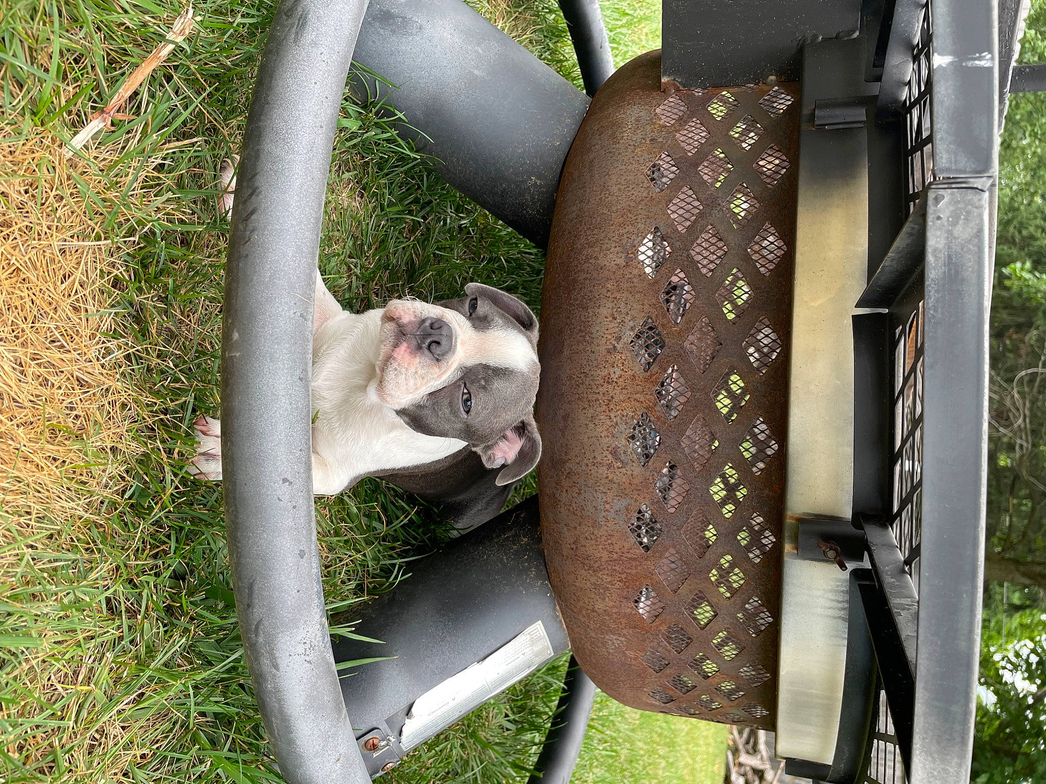 Maverick is registered to the contest to win money with this photo: auto_part, automotive_tire, automotive_wheel_system, bicycle_tire, carnivore, chair, fashion_accessory, fawn, felidae, grass, metal, pattern, plant, plant_stem, rim, small_to_medium_sized_cats, tail, terrestrial_plant, tree, wheel