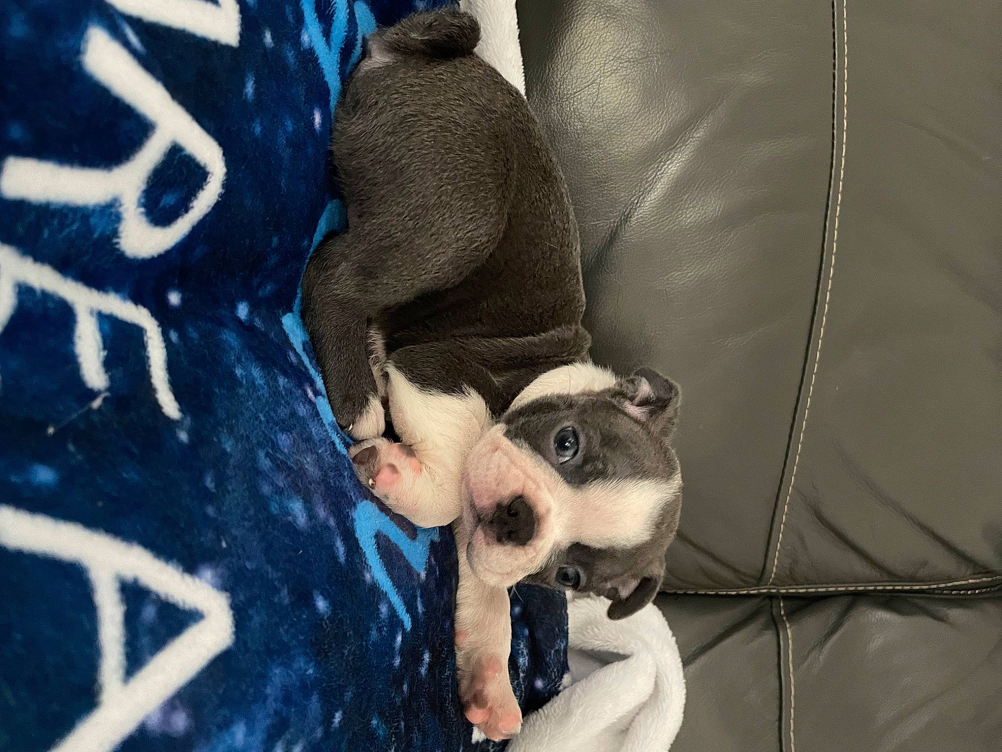 Maverick joined the competition — help win amazing prizes! beard, canidae, carnivore, companion_dog, dog, dog_breed, electric_blue, fashion_accessory, fawn, fur, non_sporting_group, paw, snout, sporting_group, whiskers, white, working_animal