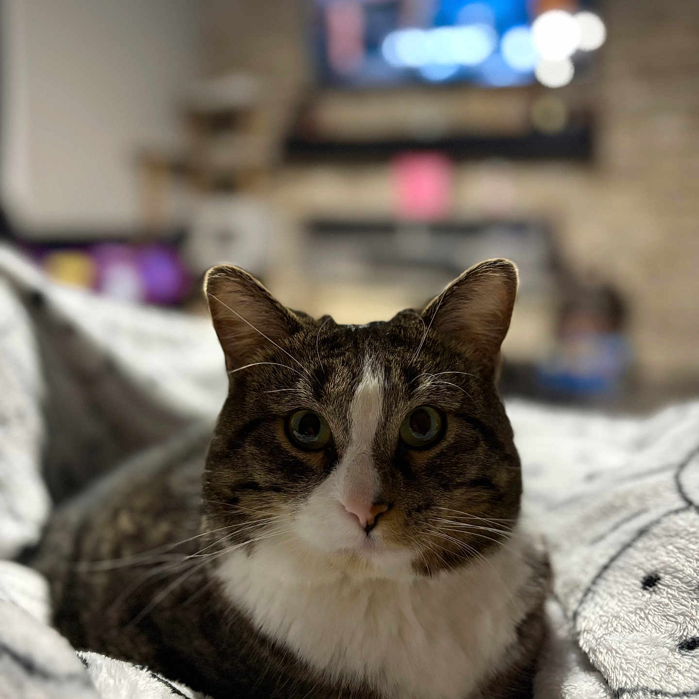 Benji is registered to the contest to win money with this photo: abyssinian, animal, architecture, blanket, building, cat, computerhardware, couch, electronics, furniture, hardware, indoors, kitten, livingroom, manx, monitor, pet, quilt, room, screen