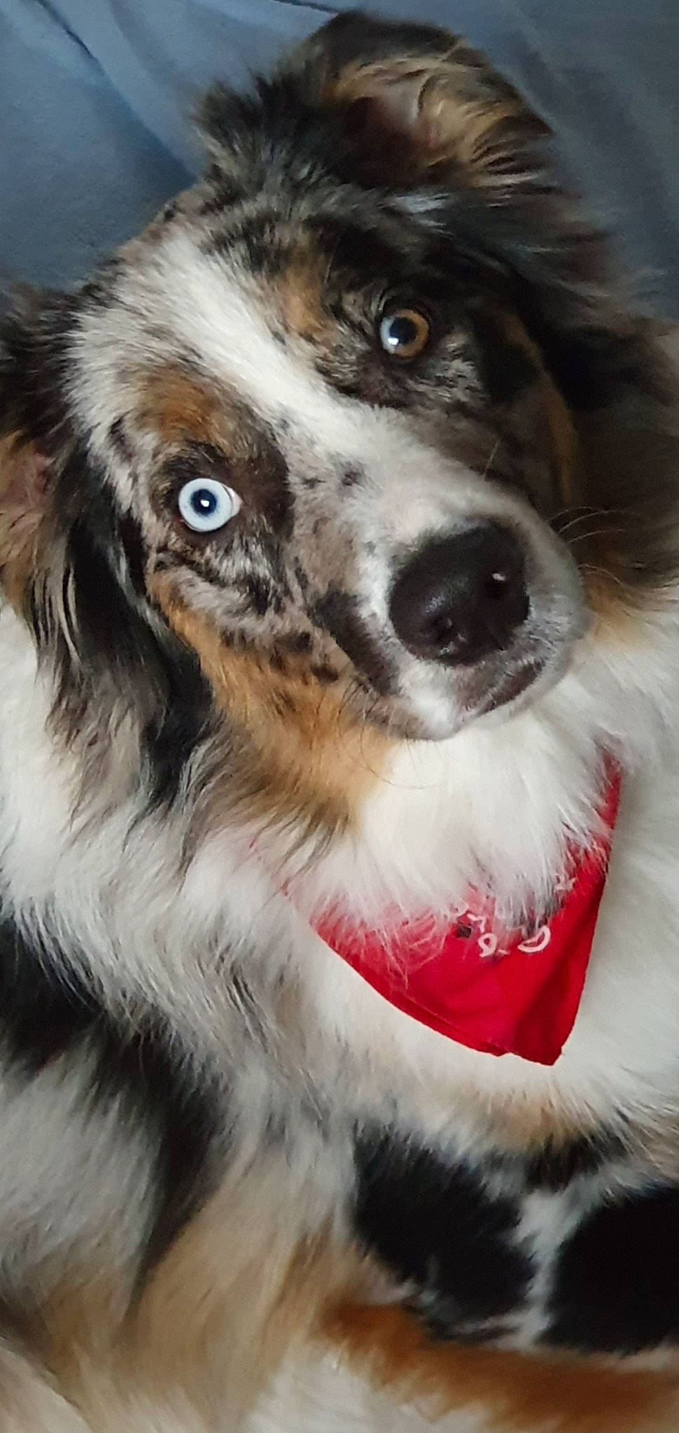Tayson a rejoint le concours — aidez-le/la à gagner de superbes lots ! ancient_dog_breeds, australian_collie, australian_shepherd, canidae, carnivore, companion_dog, dog, dog_breed, fur, head, herding_dog, snout, sporting_group, whiskers, working_animal, working_dog