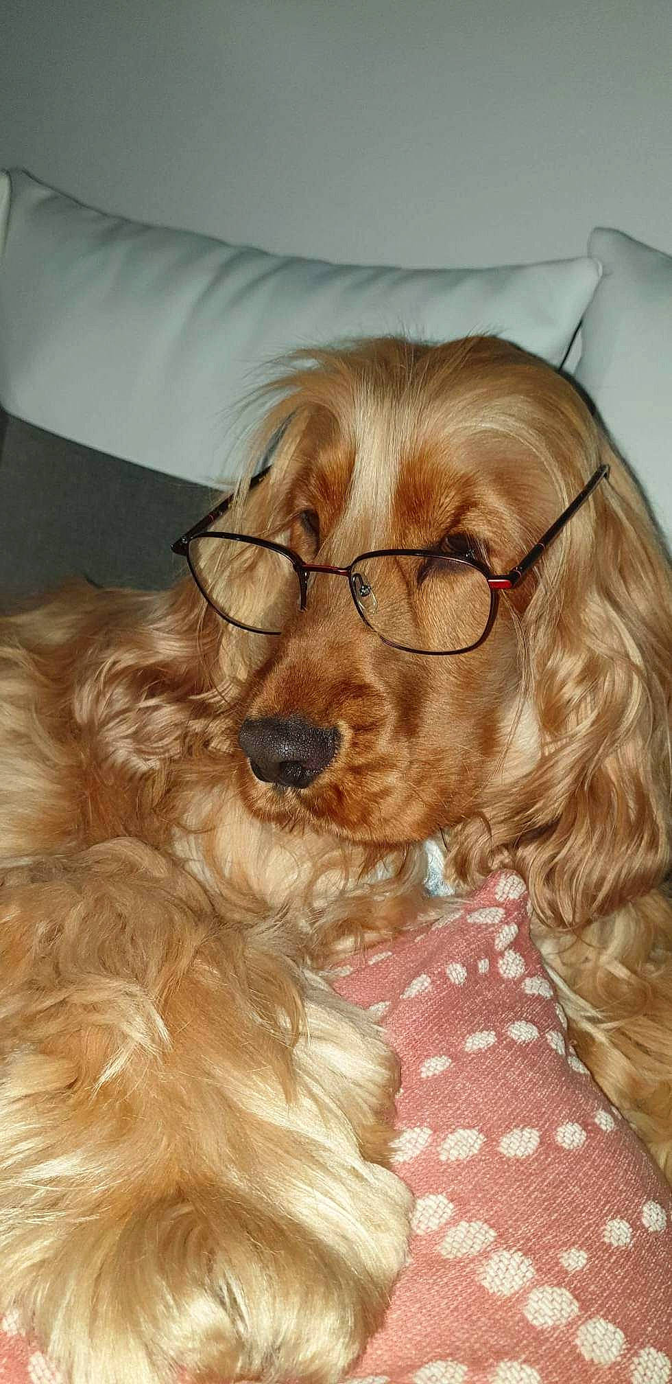 Roméo participe au concours pour gagner de l'argent avec cette photo : canidae, carnivore, comfort, companion_dog, dog, dog_breed, dog_supply, ear, eyewear, fawn, fur, glasses, liver, pet_supply, snout, spaniel, sporting_group, toy_dog, vision_care, working_animal